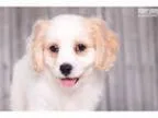 Buster - Male Cavachon