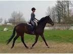 Athletic smart and willing Thoroughbred mare