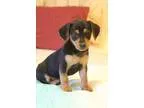 Adopt Rain a Black - with Tan Yellow or Fawn Miniature Pinscher 