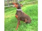 Adopt Humming Bird a Pit Bull Terrier Staffordshire Bull Terrier