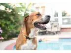 Adopt HARLEY-LOVER BOY a Hound Boxer