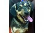 Adopt RileyTransfered to humane society a Labrador Retriever