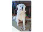 Adopt Oriana a Labrador Retriever Great Pyrenees