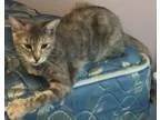 Adopt Oshi a Calico or Dilute Calico Domestic Shorthair (short c