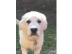 Adopt Finn a Great Pyrenees