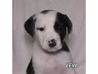 Adopt Levi a Spaniel (Unknown Type)  Labrador Retriever  Mixed d