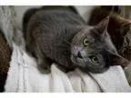 Adopt Iris a Russian Blue