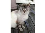 Adopt Coco a Siamese Tabby - Brown