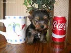 Akc CA Boy 2
