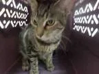 Adopt DART a Domestic Short Hair