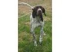 Adopt Charlie a German Shorthaired Pointer