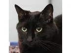 Adopt Binx (at PetSmart ) a Domestic Short Hair
