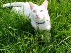 Adopt Sebastian a White American Shorthair (short coat) cat in M