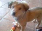 Adopt DAFFIE a German Shepherd Dog