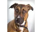 Adopt Banjo a German Shepherd Dog