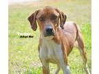 Adopt Tucker a RedGoldenOrangeCh estnut - with White Hound (Unkn