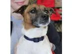 Adopt Russell a Jack Russell Terrier