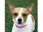 Adopt Missy a Jack Russell Terrier Mixed dog in Orlando FL (