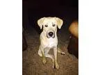 Adopt Brutus a Golden Retriever Great Dane