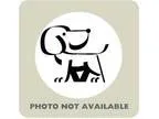 Adopt Storm a Black Cane Corso  Mixed dog in Titusville FL (1537