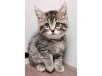 Adopt ADOPTED Sasha a Brown Tabby Domestic Shorthair (short coat