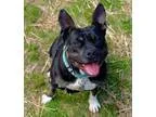 Adopt Juliet a Pit Bull Terrier Boxer