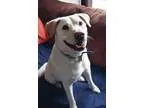 Adopt Murphy - PENDING a TanYellowFawn Labrador Retriever  Mixed
