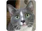 Adopt Maeling a Gray or Blue (Mostly) American Shorthair (short 