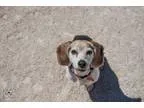 Adopt Sampson a Tricolor (TanBrown and Black and White) Beagle  