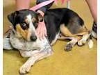 Adopt Trixie a Australian Shepherd