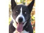 Adopt BOO BOO a Akita  Mixed dog in Pt. Richmond CA (15245799)