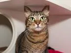 Adopt Tigress a Tiger Striped Domestic Shorthair (short coat) ca