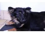 Adopt Amelia a Black - with Tan Yellow or Fawn Australian Shephe