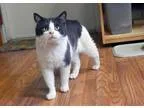 Adopt Brendan (Somerville adoption center) a Domestic Short Hair