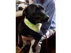 Adopt Bubba a Labrador Retriever