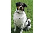 Adopt River Dog a Treeing Walker Coonhound  Mixed dog in Freepor