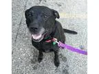 Adopt Annie a Labrador Retriever