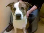 Adopt Tuggs a Australian Cattle Dog (Blue Heeler)