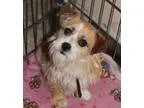 Adopt Chenin Blanc a Terrier (Unknown Type Small)  Terrier (Unkn