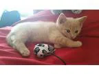 Adopt Sal a Tan or Fawn Domestic Shorthair (short coat) cat in M