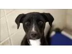 Adopt Roux a Australian Shepherd