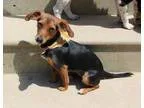 Adopt Gracie a Black - with Tan Yellow or Fawn Miniature Pinsche