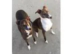 Adopt Dash and Blitzen - Kansas City a Italian Greyhound