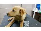 Adopt Brittany a Golden Retriever  Mixed dog in Hanover PA (1539