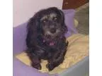 Adopt Emmie a Schnauzer Poodle
