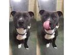 Adopt BANKS a Terrier