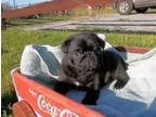 fgzdf Beautiful pug puppies for sale