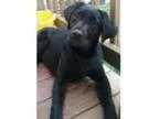 Adopt Malieah a Labrador Retriever