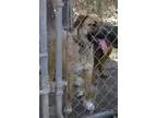 Adopt Lollipop a Australian Cattle Dog (Blue Heeler)
