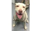 Adopt El Camino a Pit Bull Terrier